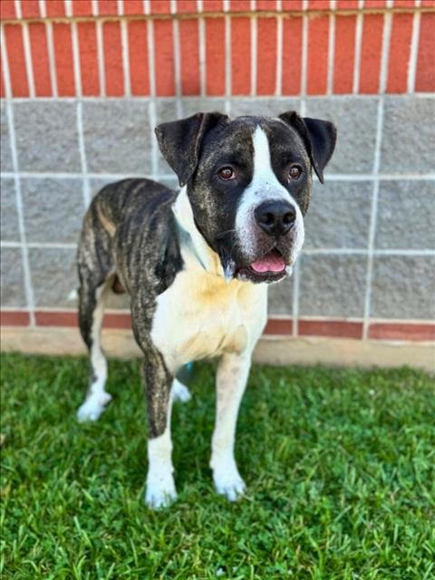 DWAYNE - Pit Bull Terrier / Mastiff available for adoption