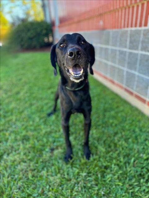 THEODUS - Labrador Retriever available for adoption
