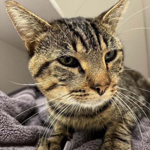 FABIO - Domestic Short Hair available for adoption
