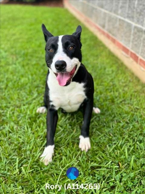 RORY - Pit Bull Terrier available for adoption