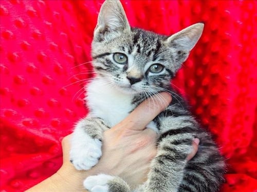 SOCKS - Domestic Short Hair available for adoption