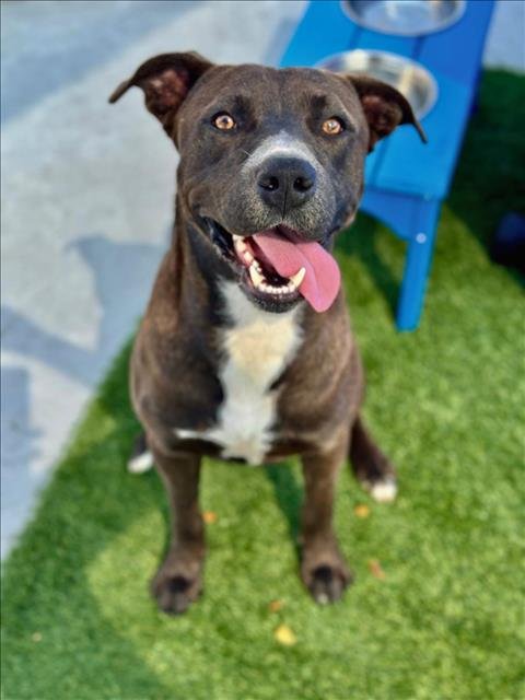 ZEKE - Labrador Retriever available for adoption
