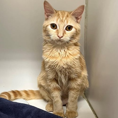 CREAMSICLE - Domestic Short Hair available for adoption
