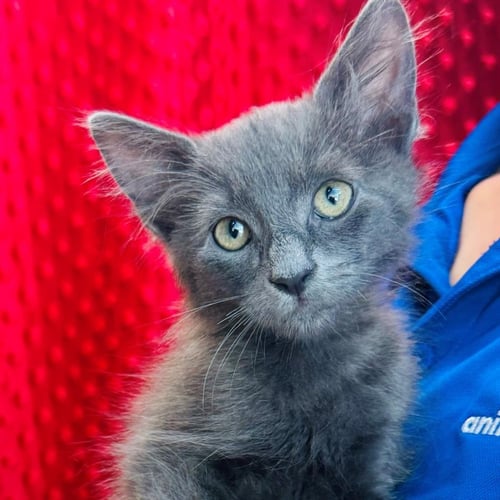 REESE PEICES - Domestic Long Hair available for adoption
