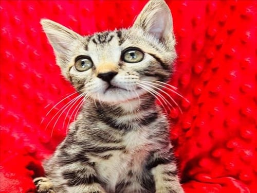 LIL BIT - Domestic Short Hair available for adoption