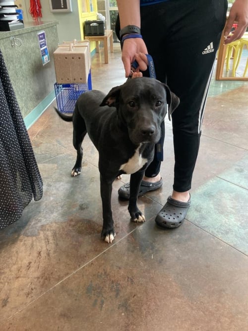 BEN - Labrador Retriever available for adoption