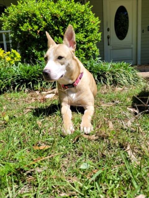 PINKY - Labrador Retriever / Siberian Husky available for adoption