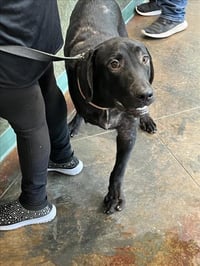 PUP PUP - Photo 1