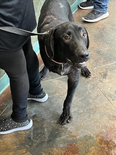PUP PUP - Labrador Retriever available for adoption