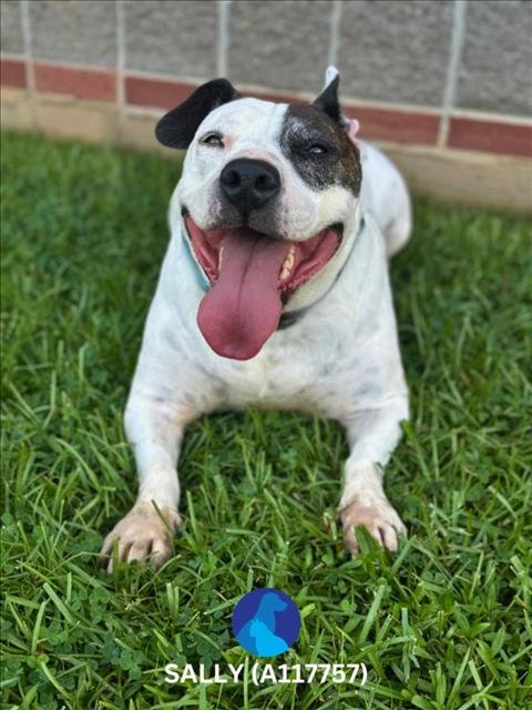 SALLY - American Bulldog / Rat Terrier available for adoption