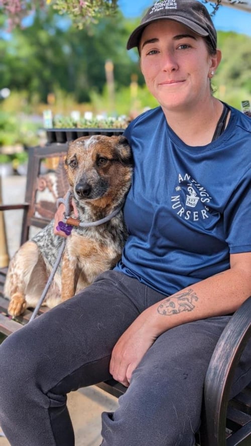OBIE - Australian Cattle Dog/Blue Heeler available for adoption