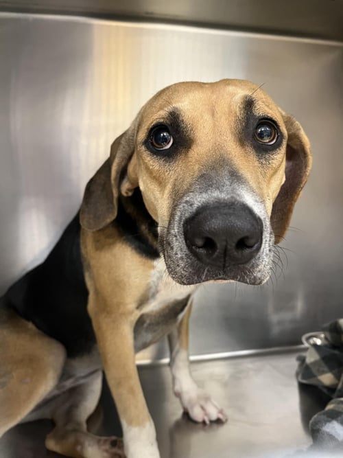 WIGGLES - Beagle available for adoption