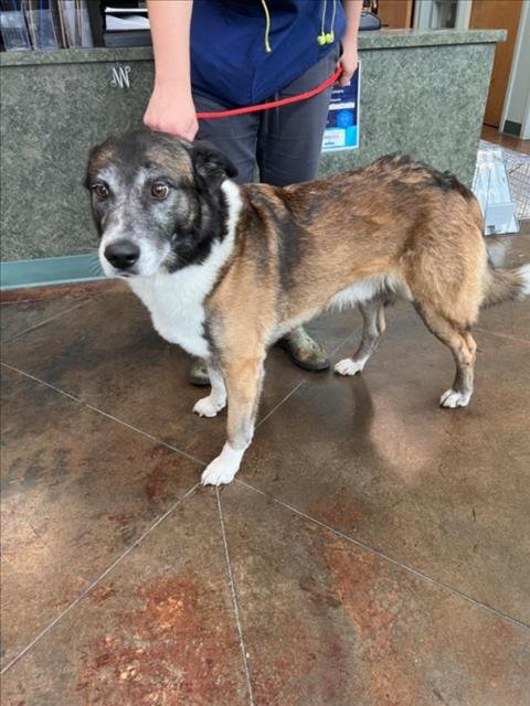 COSMO - Belgian Shepherd Malinois available for adoption