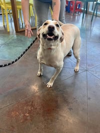 MOCHA - Photo 1