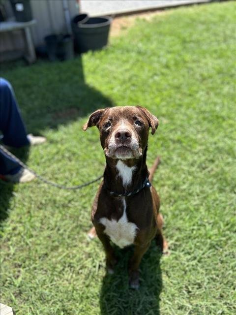 ET - Labrador Retriever available for adoption