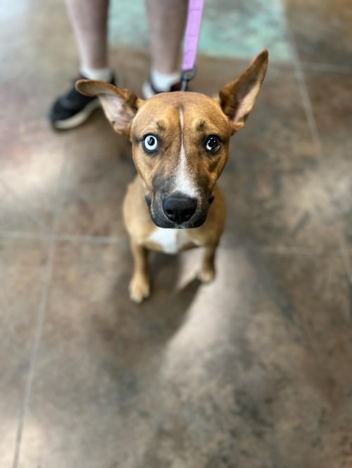 JACK - Catahoula Leopard Dog available for adoption