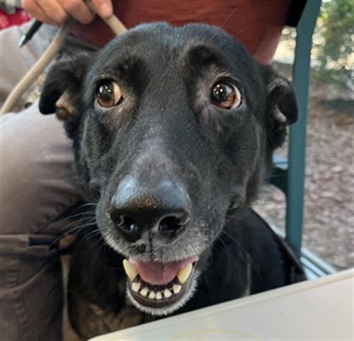 ROSE - Labrador Retriever / German Shepherd Dog available for adoption