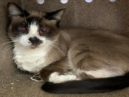 LENA - Snowshoe available for adoption