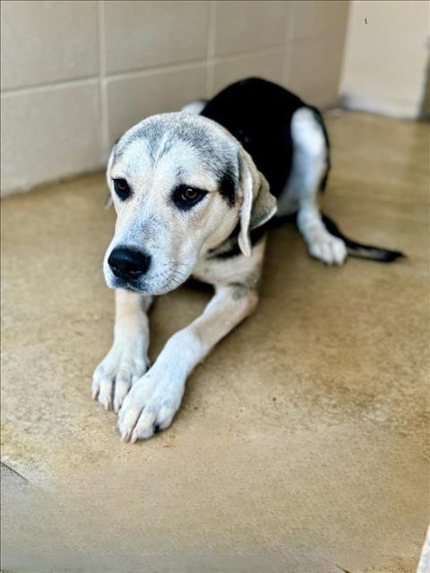 PIXIE - American Foxhound / Labrador Retriever available for adoption