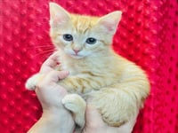 PEACH - Photo 1