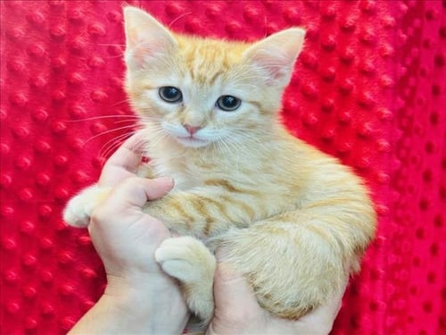 PEACH - Domestic Short Hair available for adoption