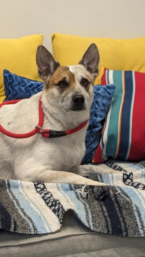 EVIE - Australian Cattle Dog/Blue Heeler available for adoption