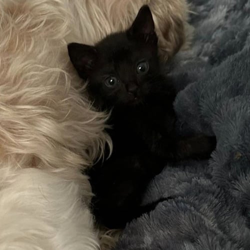 MELORA - Domestic Short Hair available for adoption