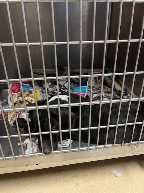 PEPPERONI - Labrador Retriever available for adoption