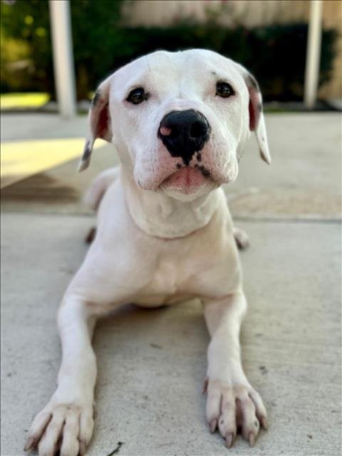 PEARLA - Pit Bull Terrier available for adoption