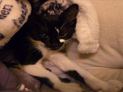 TIBERIA - Domestic Short Hair available for adoption