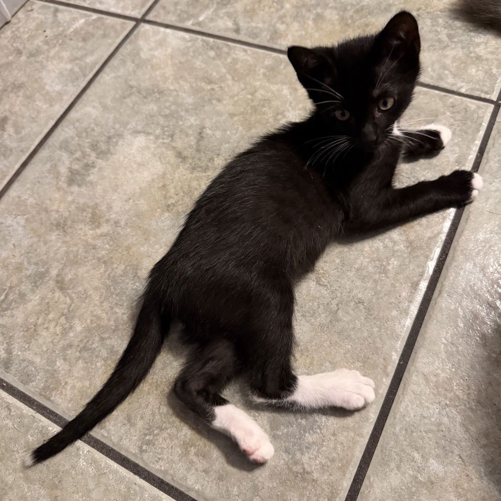 SPROUT - Domestic Short Hair available for adoption