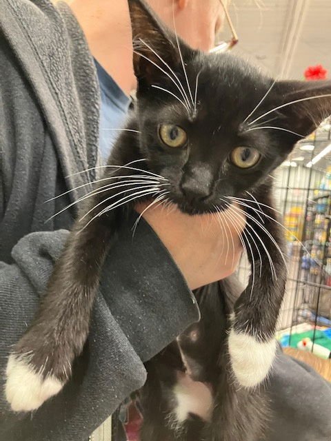 BUD - Domestic Short Hair available for adoption