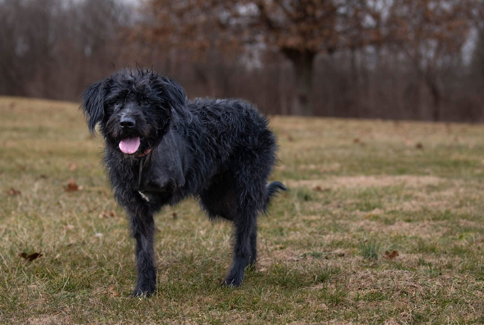 Hagrid - I’m a tri pawd - Photo 3