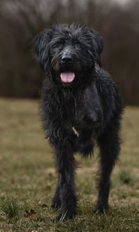 Hagrid - I’m a tri pawd - Photo 2