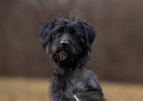HAGRID - I’M A TRI PAWD - Labrador Retriever / Poodle (Standard) for adoption in Cincinnati