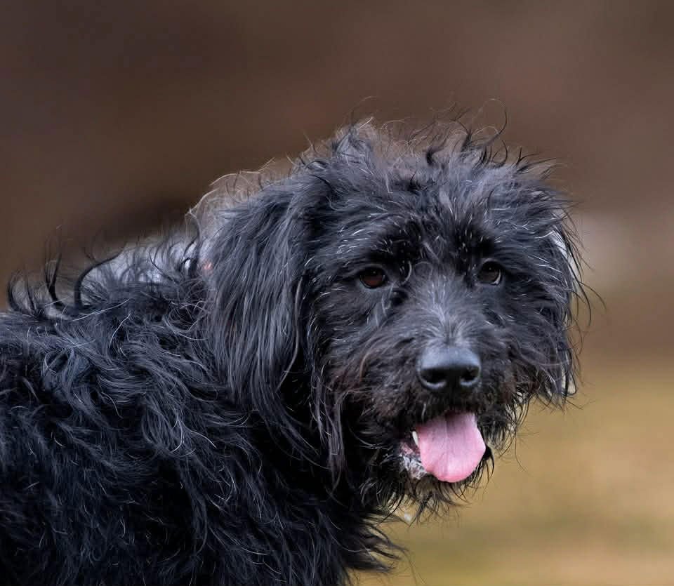 Hagrid - I’m a tri pawd - Photo 5