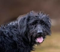 Hagrid - I’m a tri pawd - Photo 5