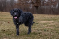Hagrid - I’m a tri pawd - Photo 3