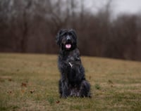 Hagrid - I’m a tri pawd - Photo 4