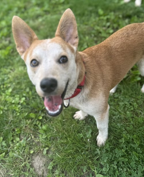 CHARLIE *I’M ALWAYS SMILING* - Corgi for adoption in Cincinnati