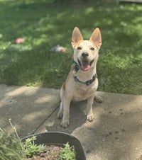 Charlie *I’m always smiling* - Photo 2