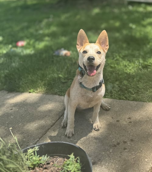 CHARLIE *I’M ALWAYS SMILING* - Corgi available for adoption