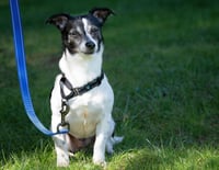 Daisy (aka Dukes) - Photo 2