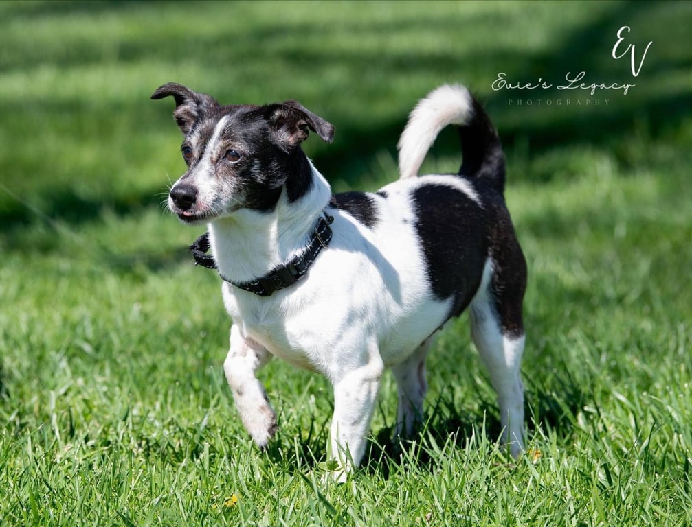 Daisy (aka Dukes) Image