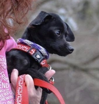BAMM-BAMM - Chihuahua for adoption in Cincinnati