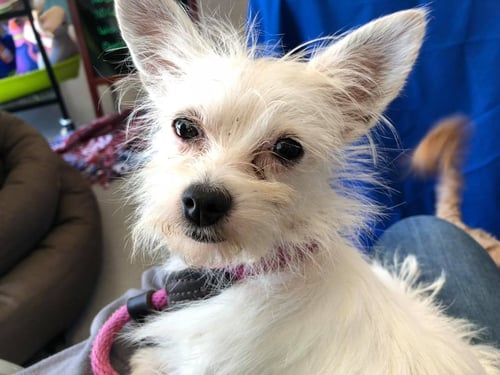 CHLOE - Chihuahua / Terrier for adoption in Cincinnati