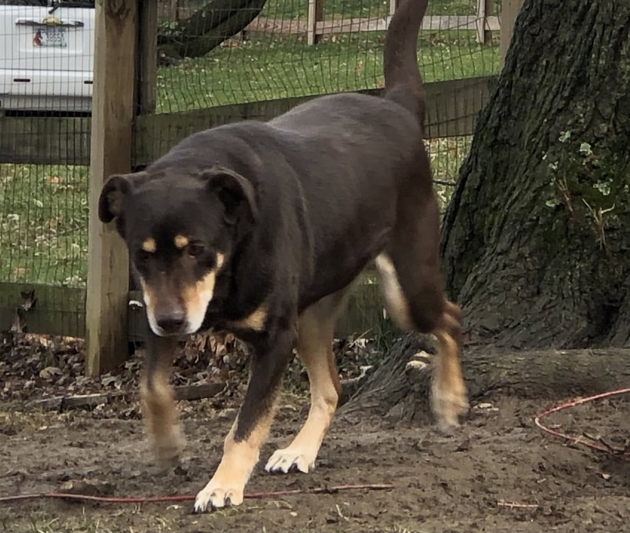 Pippin Image