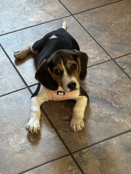 BEATRICE - Beagle available for adoption