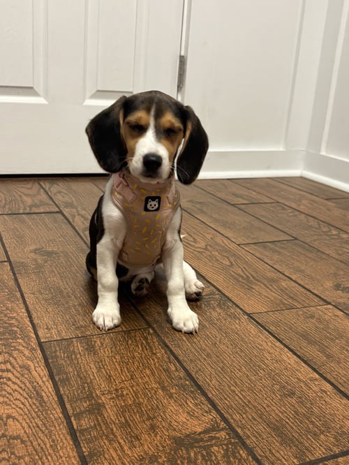 BEATRICE - Beagle for adoption in Cincinnati