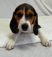 Beatrice - Photo 4